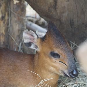 Red-flanked duiker