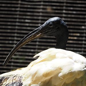 African sacred ibis