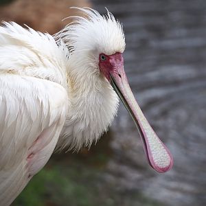 African spoonbill (Platalea alba), 2021-12-07