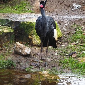 Western black-crowned crane (Balearica pavonina pavonina), 2021-12-07