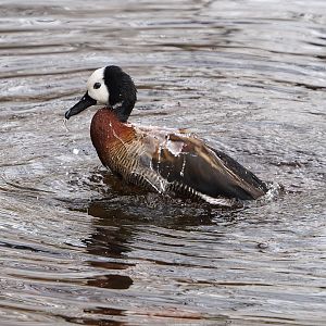 Bathing White-faced whistling duck (Dendrocygna viduata), 2021-12-07