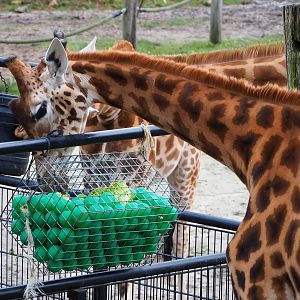 Kordofan giraffe (Giraffa camelopardalis antiquorum) using enrichment feeder, 2021-12-07
