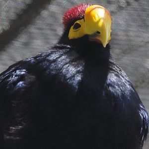 Lady Ross's turaco