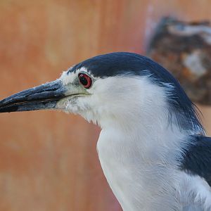 Wild (?) black-crowned night heron
