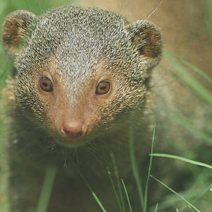 Common dwarf mongoose