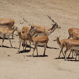 Blackbuck herd