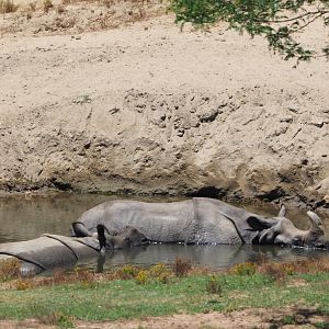 Indian rhinoceros and calf