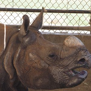 Indian rhinoceros bull
