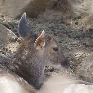 White-lipped deer fawn