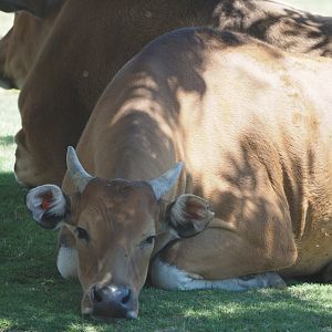 Javan banteng