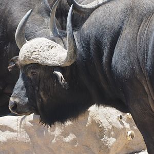 Cape buffalo