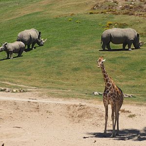 Southern white rhinoceros and reticulated/generic giraffe
