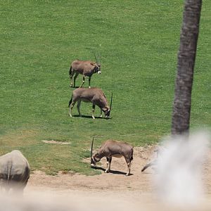 Southern white rhinoceros and East African oryx