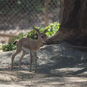 Slender-horned gazelle fawn