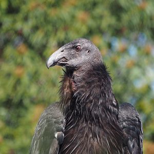 Juvenile California condor