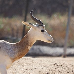 Addra (dama) gazelle