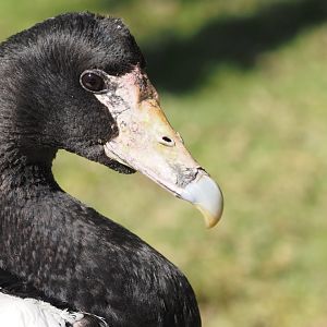 Magpie goose
