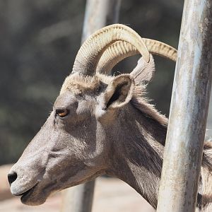Desert bighorn sheep