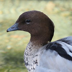Australian wood duck