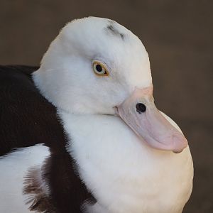 Rajah shelduck