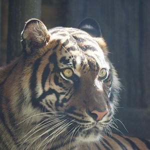 Sumatran tiger