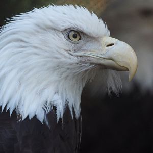 Bald eagle