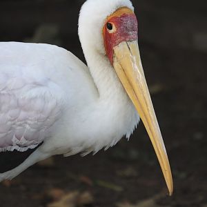 Yellow-billed stork