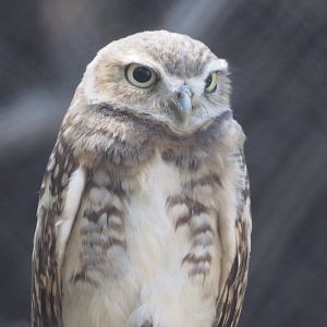 Burrowing owl