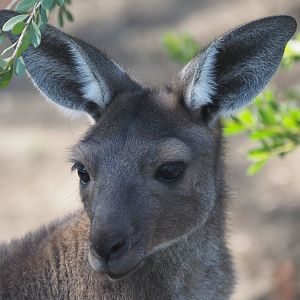 Young western gray kangaroo