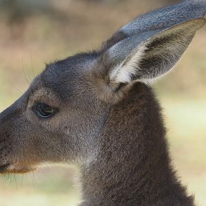 Young western gray kangaroo 2