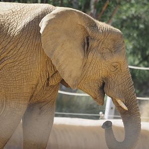 African bush elephant