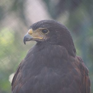 Harris's hawk