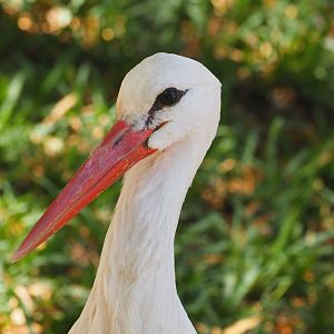 White stork