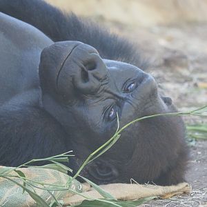 Young western lowland gorilla