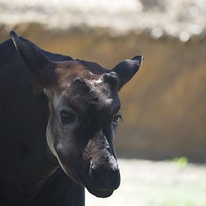 Okapi