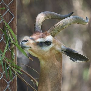 Gerenuk browsing