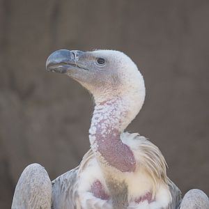 Ruppell's griffon vulture