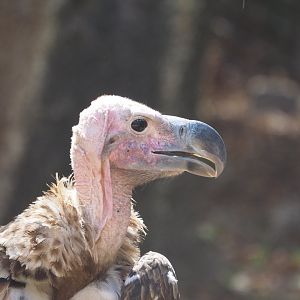 Lappet-faced vulture