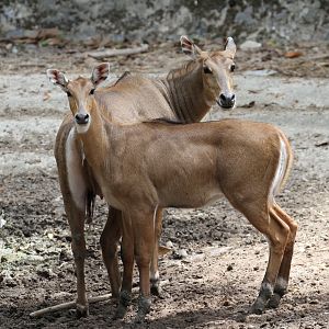 Nilgai Ladies