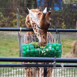 Kordofan giraffe (Giraffa camelopardalis antiquorum) using enrichment feeder, 2021-12-07