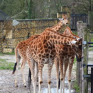 Kordofan giraffes (Giraffa camelopardalis antiquorum), 2021-12-07