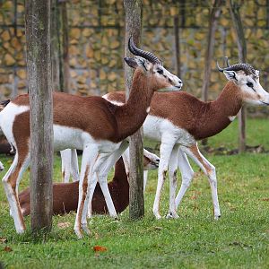 Mhorr gazelles (Nanger dama mhorr), 2021-12-07