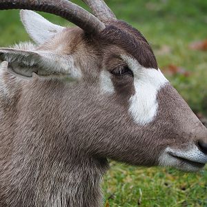 Addax (Addax nasomaculatus), 2021-12-07