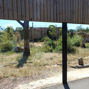 Lion Pride Lands 100722