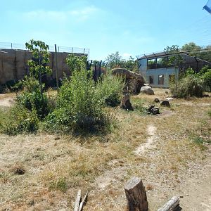 Lion Pride Lands 100722