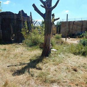 Lion Pride Lands 100722