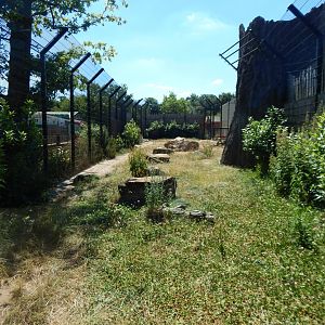 Lion Pride Lands 100722