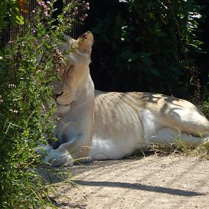 Lion Pride Lands - Southeast African lion 100722
