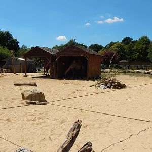 Bactrian camel enclosure 100722