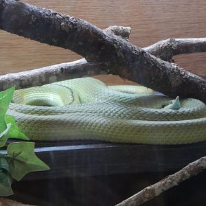 Rainforest - Baron's green racer 100722